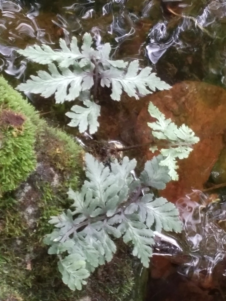This sporophyte is growing in moss on this small stone.