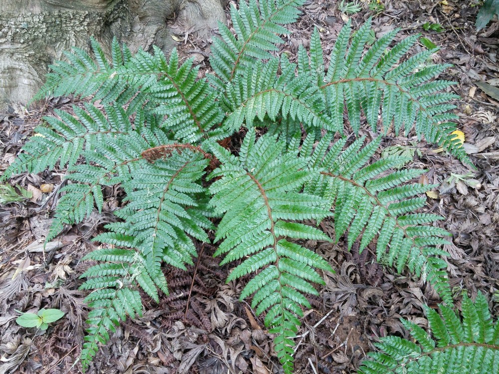 Tassel fern
