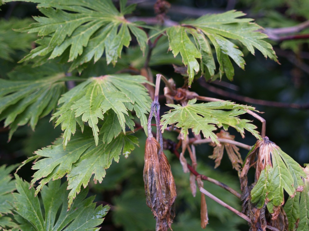 Freeze damaged leaves on the Fern Leaf Japanese maple remain, but these should fall off within weeks. 