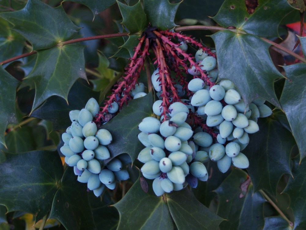 Fruits of leatherleaf mahonia have been slow to ripen, but once they do, birds will quickly strip them.