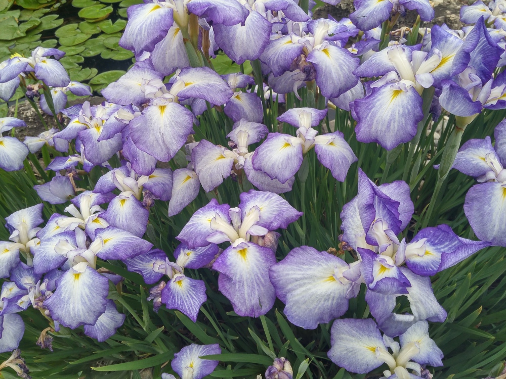 The earliest of the Japanese irises are blooming at the edges of the koi pond. In another week other cultivars will flower, and others will bloom for another several weeks.