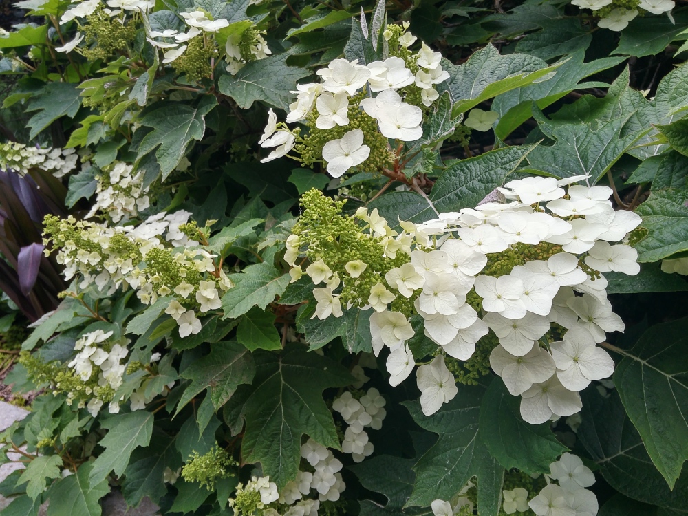Sprawling Oakleaf hydrangeas at the edge of the koi pond must be pruned so that neighboring shrubs and perennials are not overwhelmed.