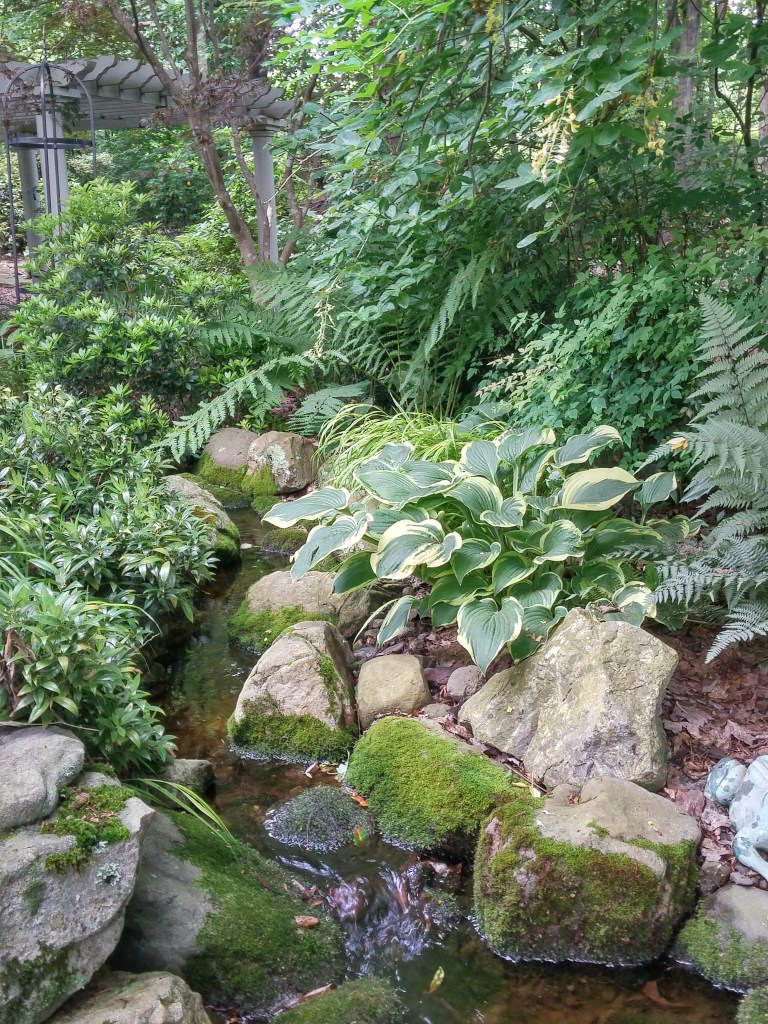 The steam, bordered by ferns, hostas, Japanese Forest grass and sweetbox, winds to a small pond