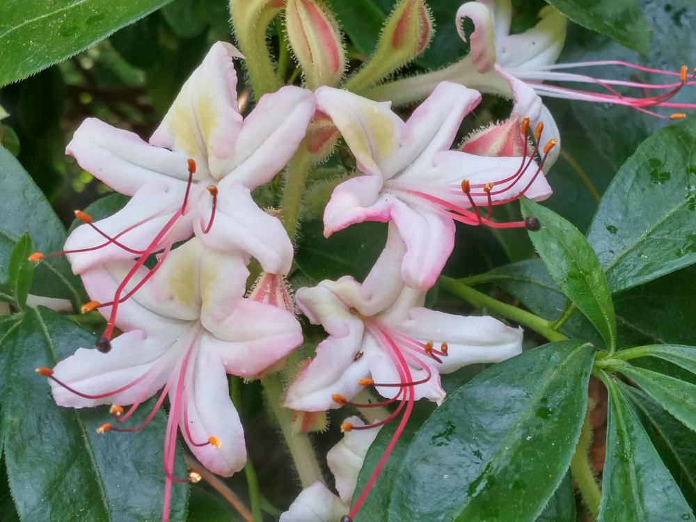Weeks after yellow, orange, and red deciduous azaleas have faded, this fragrant azalea has begun to flower. 