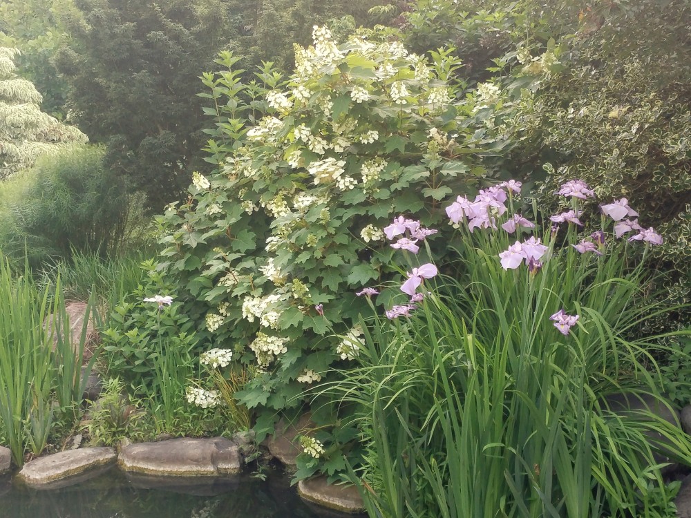 Japanese irises and Oakleaf hydrangea spill over the edges of the koi pond.