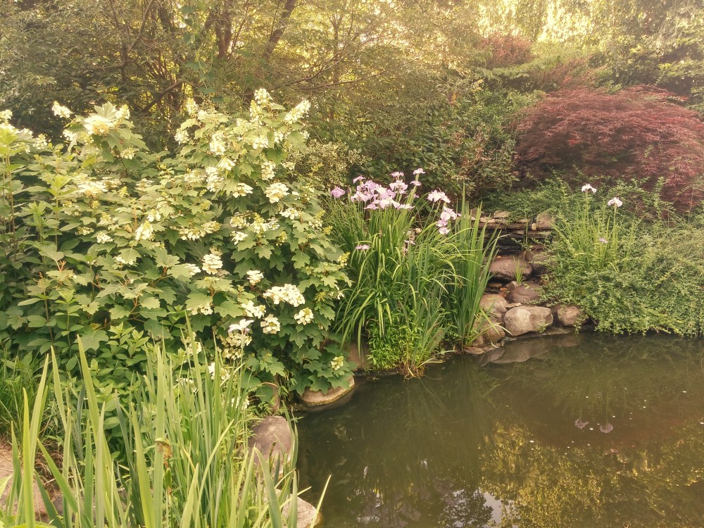 Oakleaf hydrangeas and Japanese irises border the koi pond.