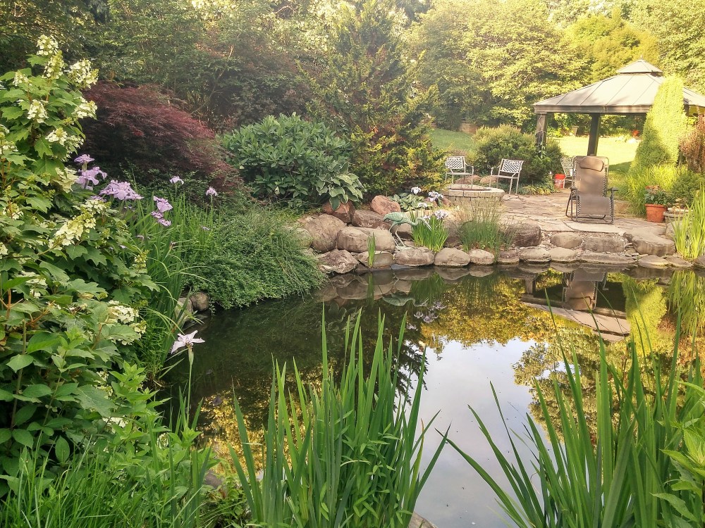 Today, hydrangeas, irises, and rushes fill voids between boulders that line the koi pond. Until a few years ago I could walk the entire edge of the pond, but now this is impossible.