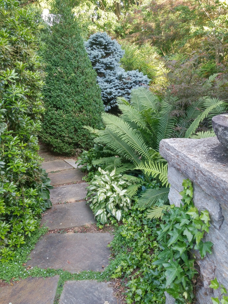 The bluestone path is flanked by hostas and ferns that must occasionally be pruned so the path does not disappear.