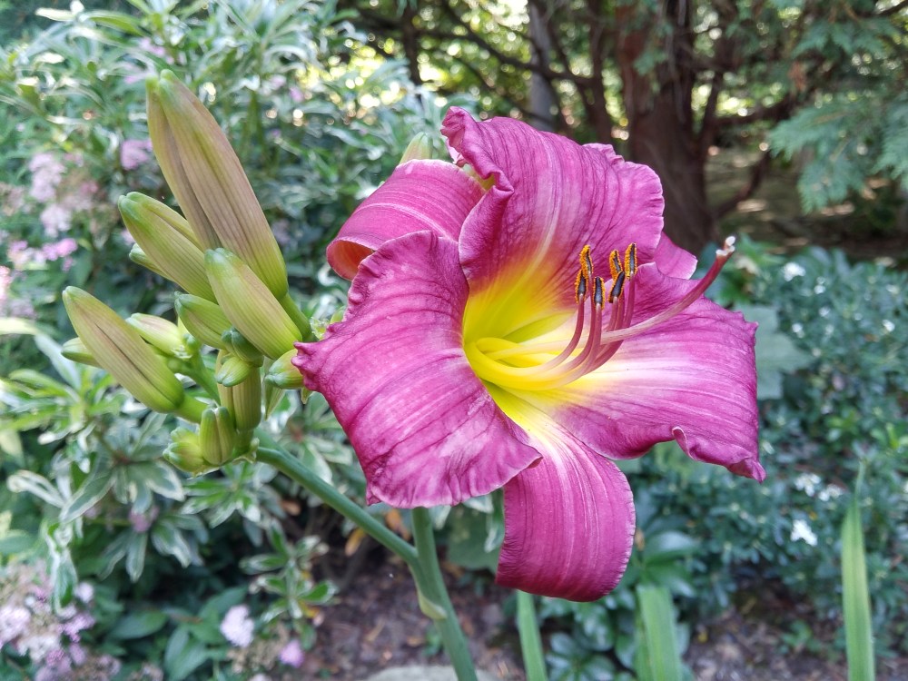 This red daylily, probably Pardon Me, grows vigorously and flowers dependably despite more shade than I suppose that a daylily would prefer.