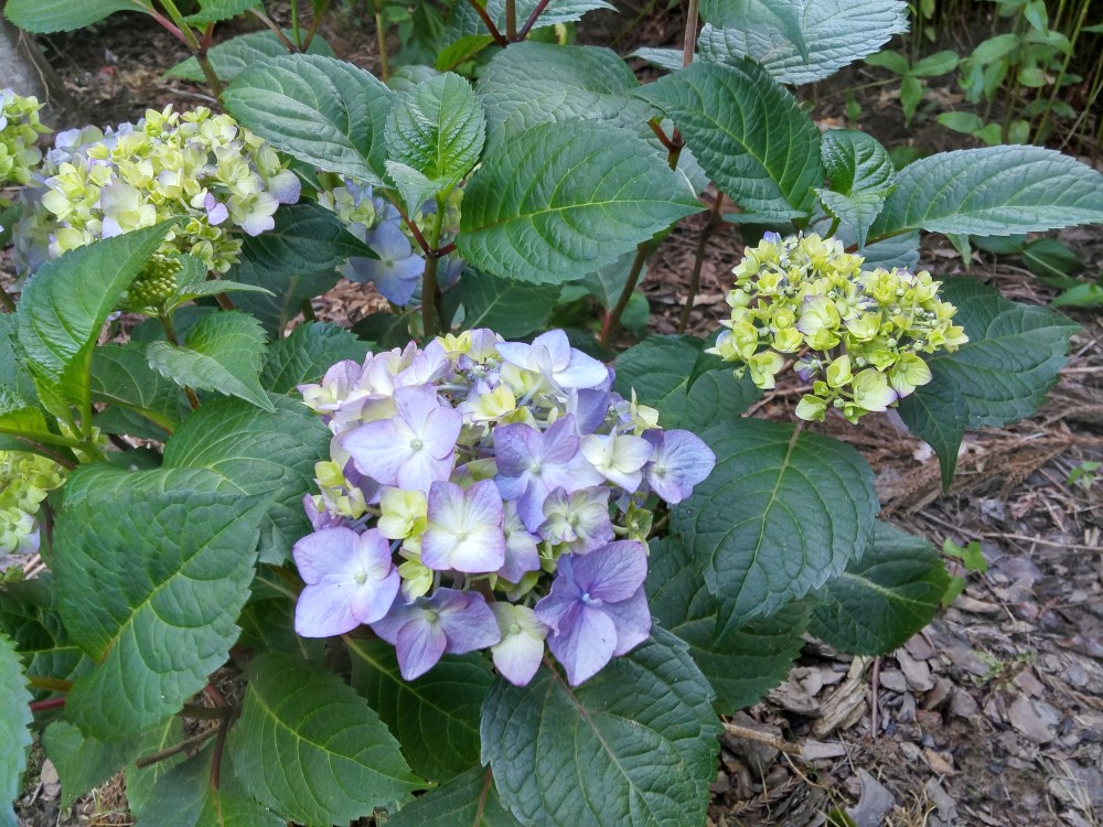 Bloomstruck hydrangea was damaged along with other mopheads, but it revived and set flower buds more quickly than others.