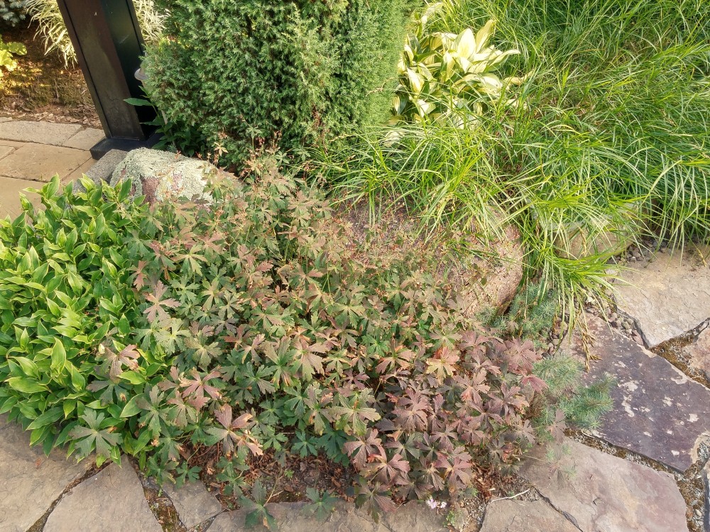 Geraniums and toad lily fill open spaces to keep weeds down beside this stone aptio.