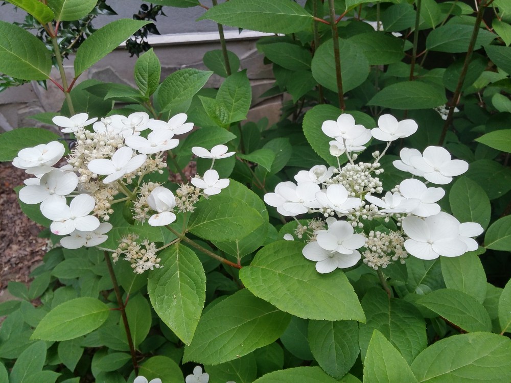 This early flowering panicled hydrangea, probably Quick Fire, was not damaged in the freeze. This shrub is too shaded, and even though it does not grow with vigor it flowers acceptably.