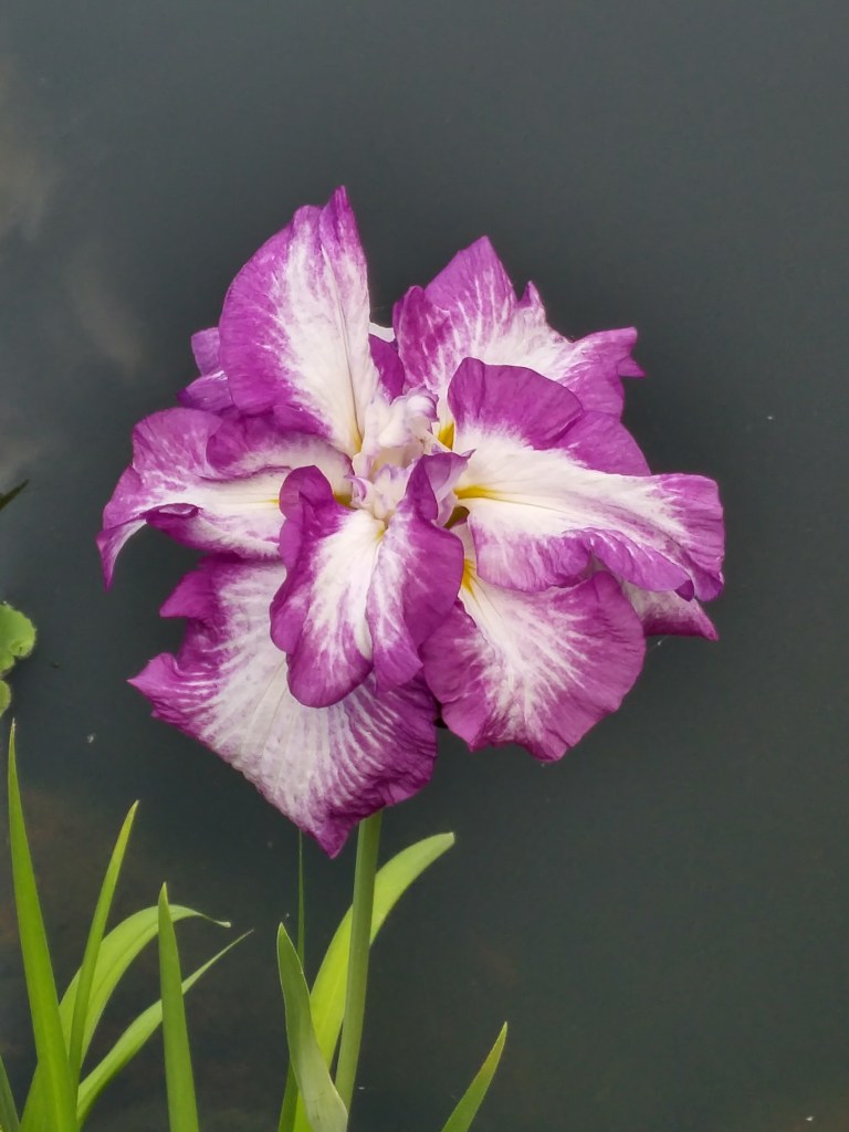 Lion King is the latest blooming of the Japanese irises in the garden, flowering two weeks after others have faded.