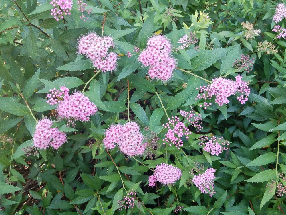 Little Princess spirea is a pleasant shrub to fill spaces.