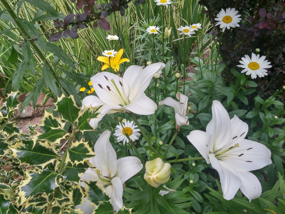 This jumble of lilies and daisies inhabits a hidden corner beside the koi pond that can only be seen by pushing through Japanese maples and holly.