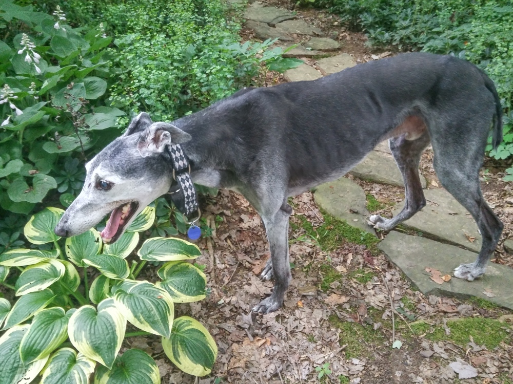 Greyhound in the garden