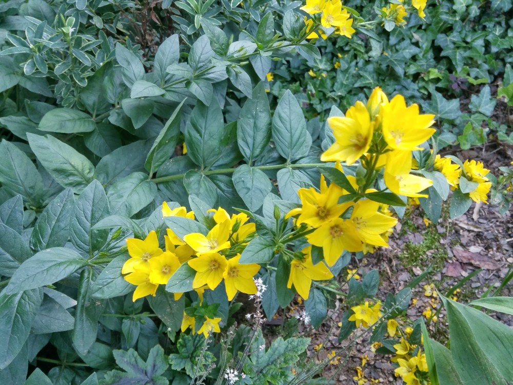 This once variegated loosestrife has reverted to green. Beneath a dogwood and wide spreading Japanese maple it receives little sunlight, which limits it aggressive growth.