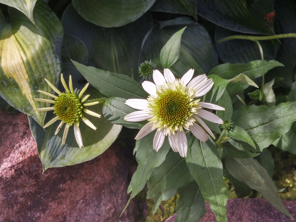 While other coneflowers faded with less than ideal sunlight, Coconut Lime returns dependably despite being shade by a low branched evergreen.