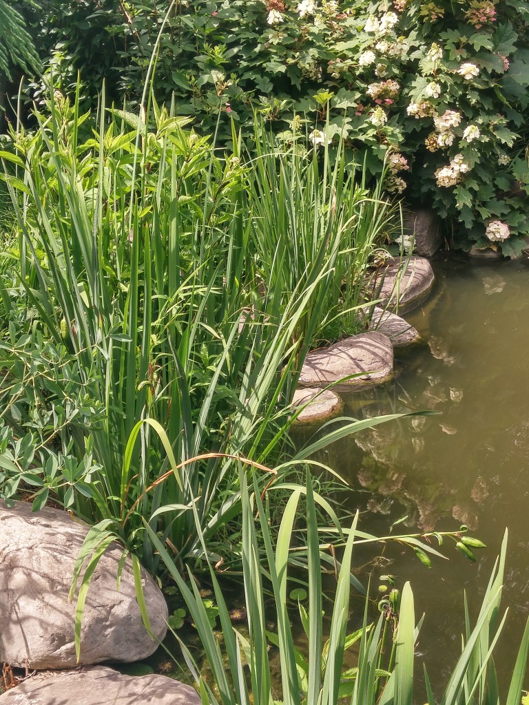 Iris clumps at pond's edge