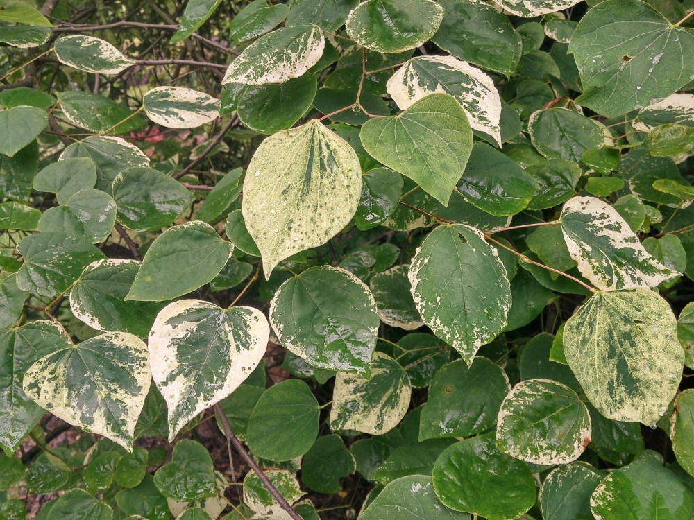 More recent introductions of variegated redbuds such as 'Alley Cat' are possible improvements of 'Silver Cloud' (above). Arguably, there is no reason to improve upon the basic redbud, but some folks must tinker with perfection.