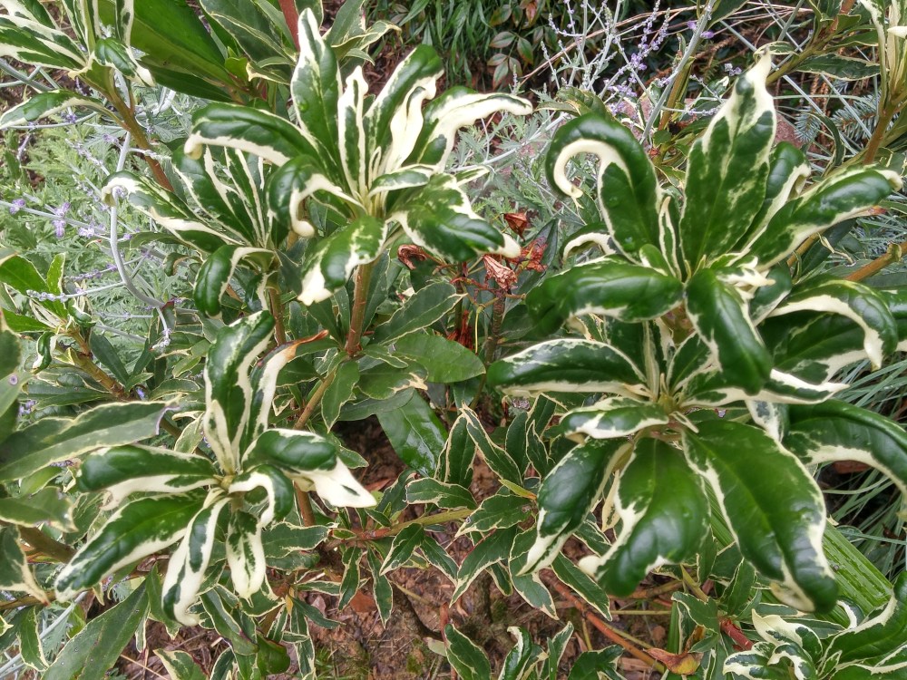 A young Silver Edge rhododendron flowers sparsely, with hopes that one day purple flowers will cover the variegated leaves for a few weeks in late spring. 