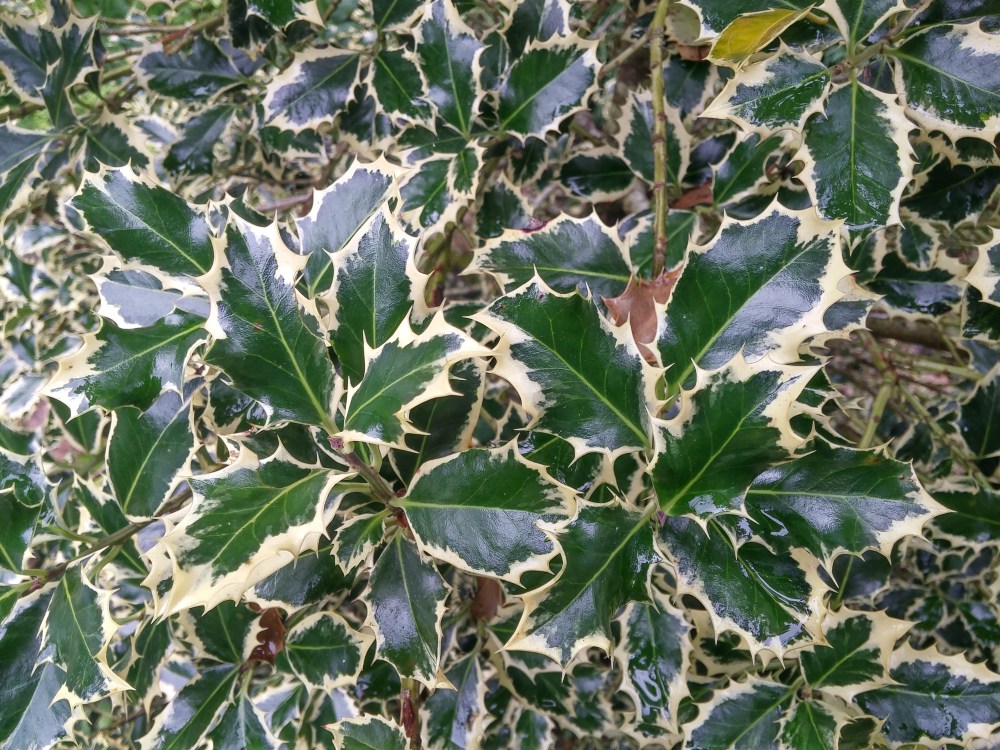 Growth of the variegated English holly is slowed by heat and humidity in this Virginia garden. A pollinated female would be preferred, but the foliage alone is reason enough to plant this fine evergreen. 