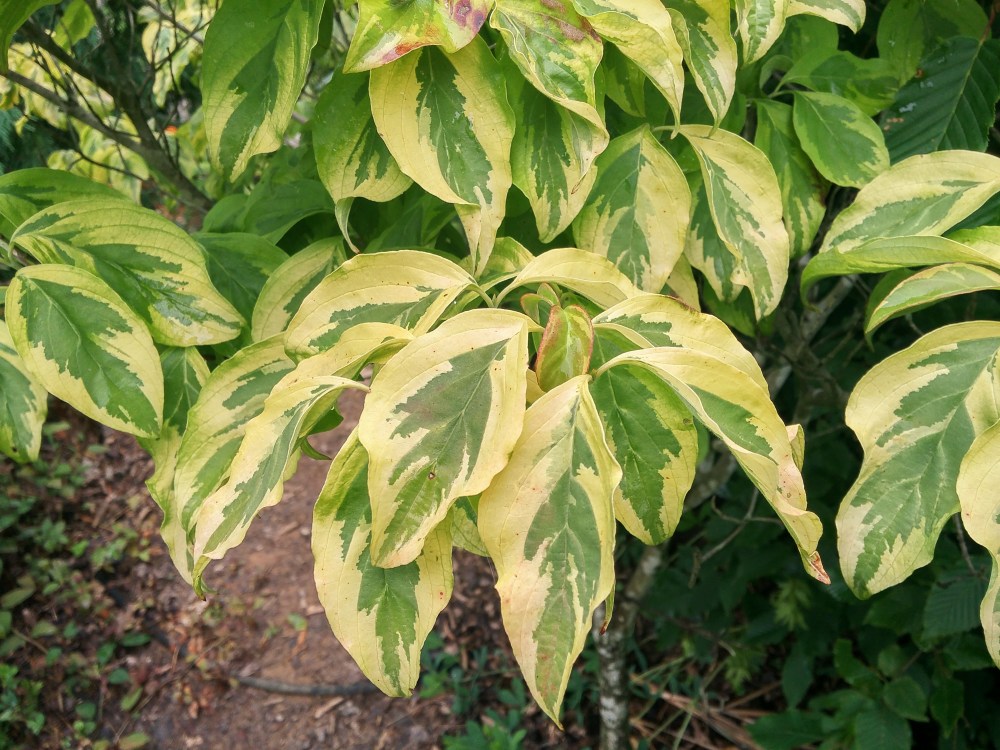 In this unusual year (isn't every year unusual?), the variegated foliage of 'Cherokee Sunset' dogwood is unblemished by powdery mildew, a puzzle after an abnormally rainy May.