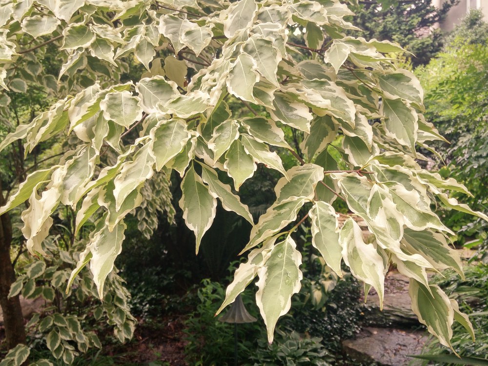 Of two variegated Chinese dogwoods, 'Samaritan' grows more vigorously and upright than the wide spreading 'Wolf Eyes'. 