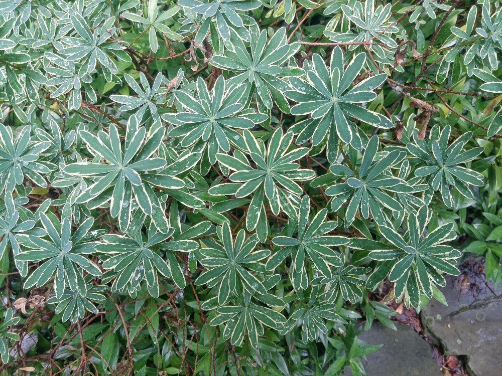 Flowers of 'Carol Mackie' daphne are delightfully fragrant, but its variegated foliage also attracts attention.