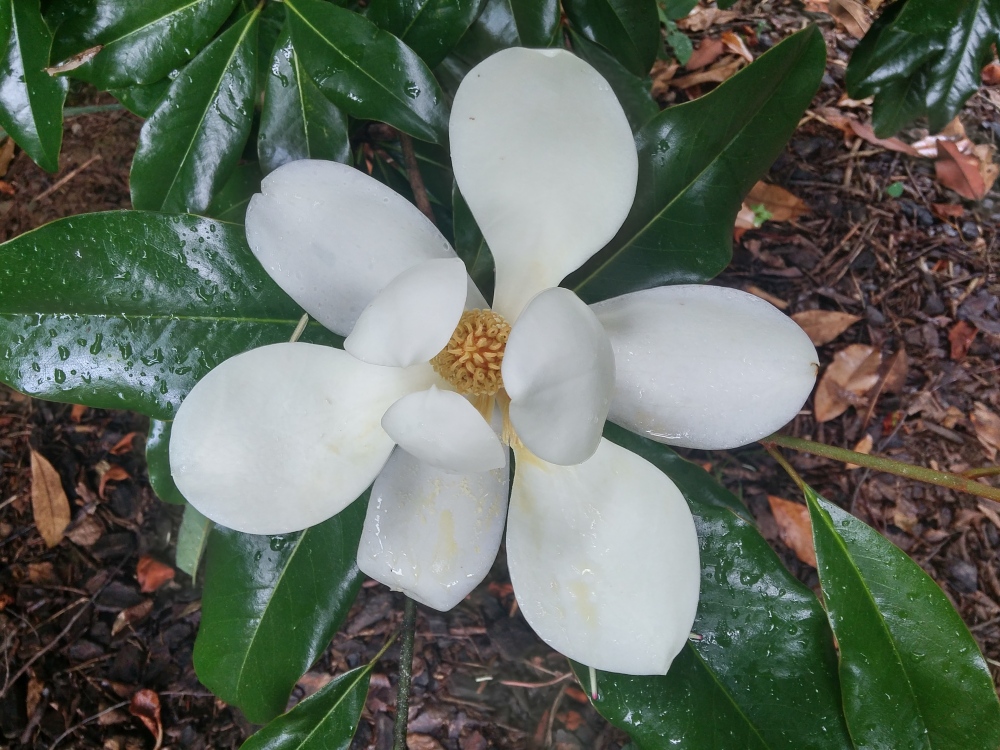 Brackens magnolia