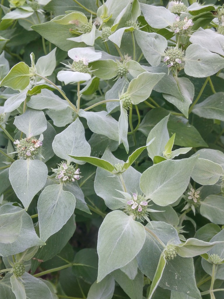 Mountain mint is just beginning to flower, but too soon for pollinators to visit.