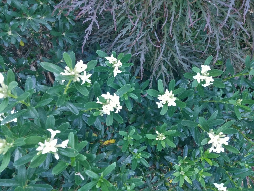 Eternal Fragrance daphne is into its third (maybe fourth) flush of flowers. This will continue into early autumn.