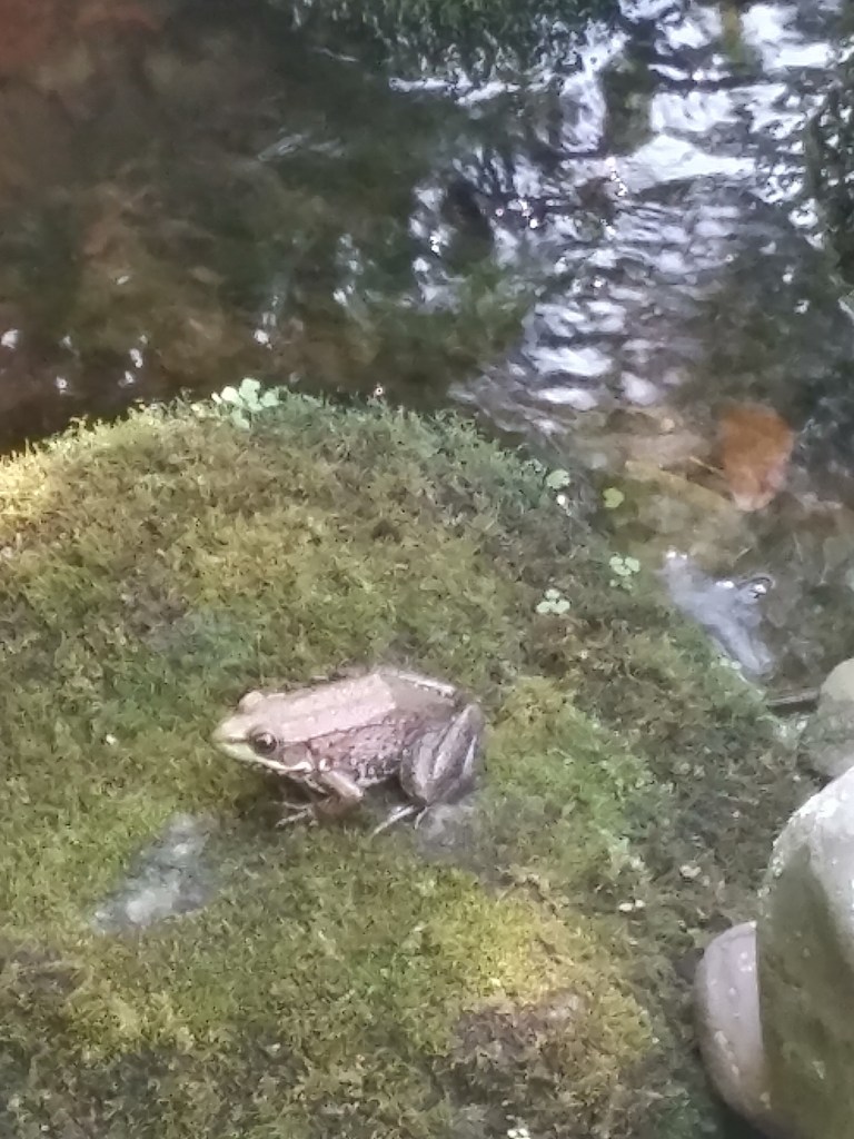 Frog on a mossy rock