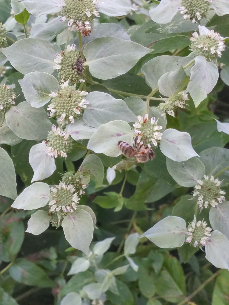 Mountain mint