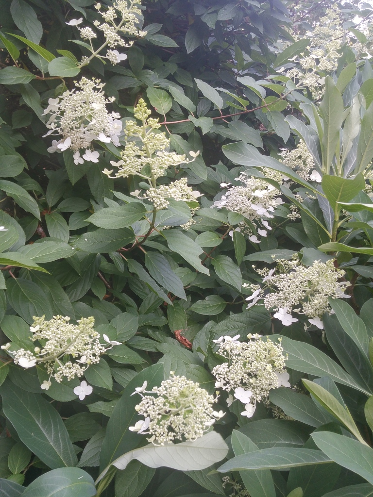 While Tardiva hydrangea is not as floriferous as newer panicled hydrangea introductions, it is sturdy and dependable through freeze and summer drought.