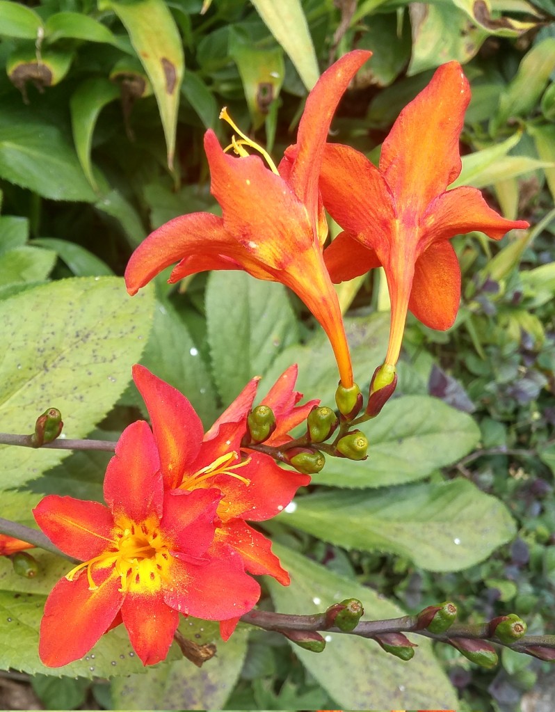 One of the assorted crocosmias flowers in early August.