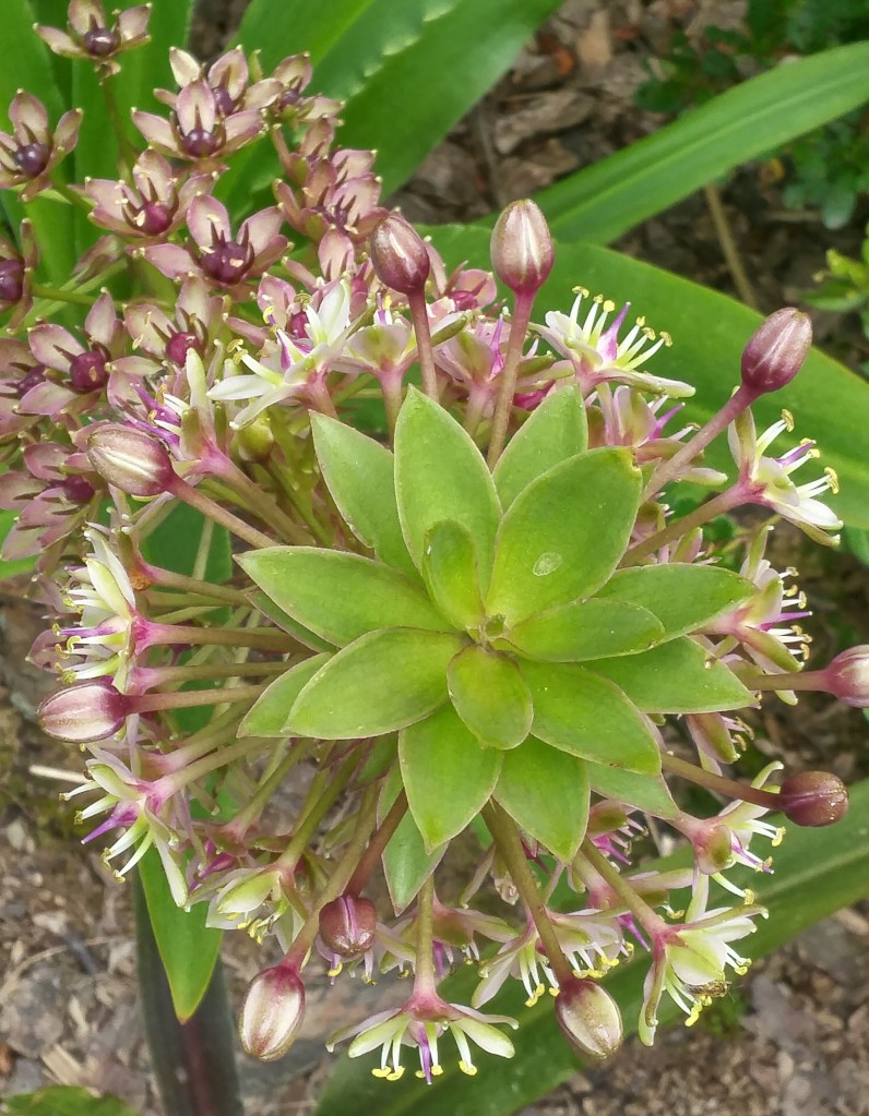 Pineapple lilies flowered this year through a spell of heat and dryness so that the flower stalks lost rigidity. From the top this one is still splendid.