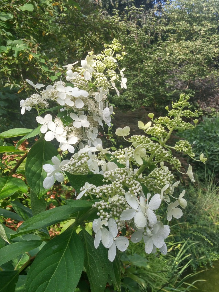 Panicled hydrangea seedling