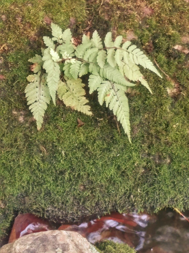 Painted fern growing in a mossy rock at the pond's edge.