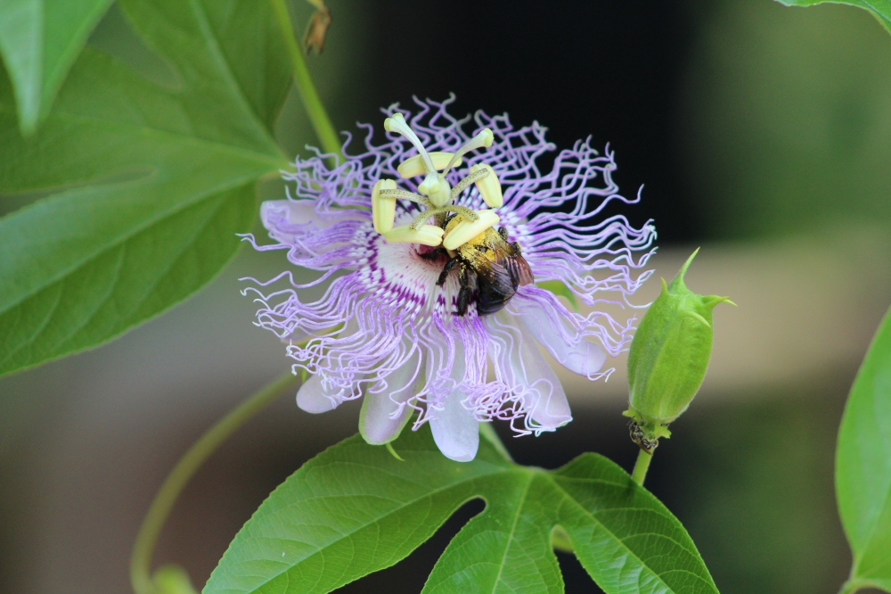 The purple passionflower vine continues to grow and new flower buds appear daily.