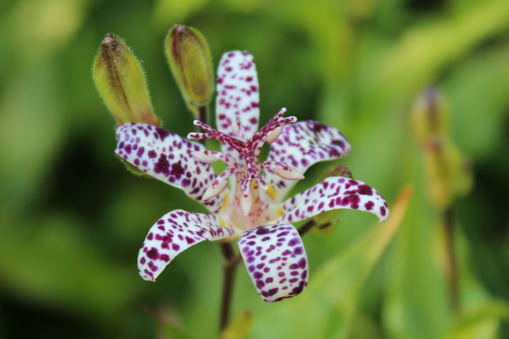 Several toad lilies begin to flower in August, but most flowering is in September. Foliage as been spoiled on the few plants in full sun, but with a bit of protection from the afternoon sun there are no problems. 