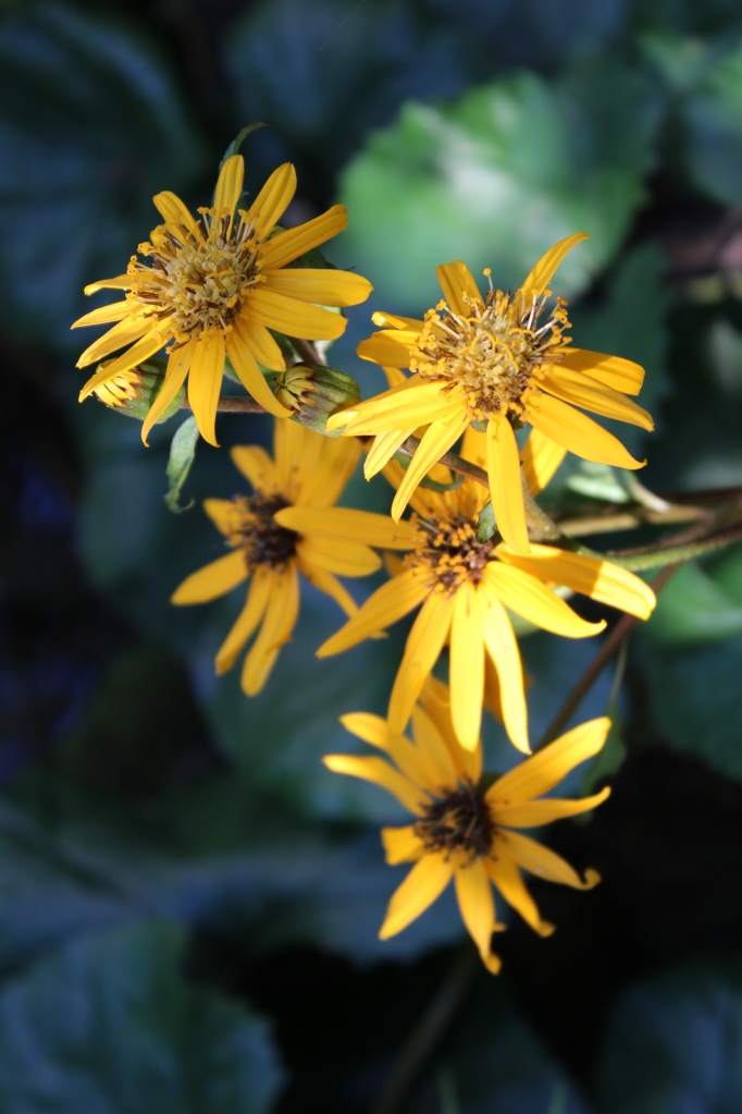 Othello ligularia flowers in dry ground just above one of the garden's pond. While it prefers damper soil, this spot is shaded , and Othello does not suffer the dry ground.