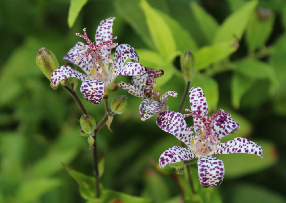 Toad lily