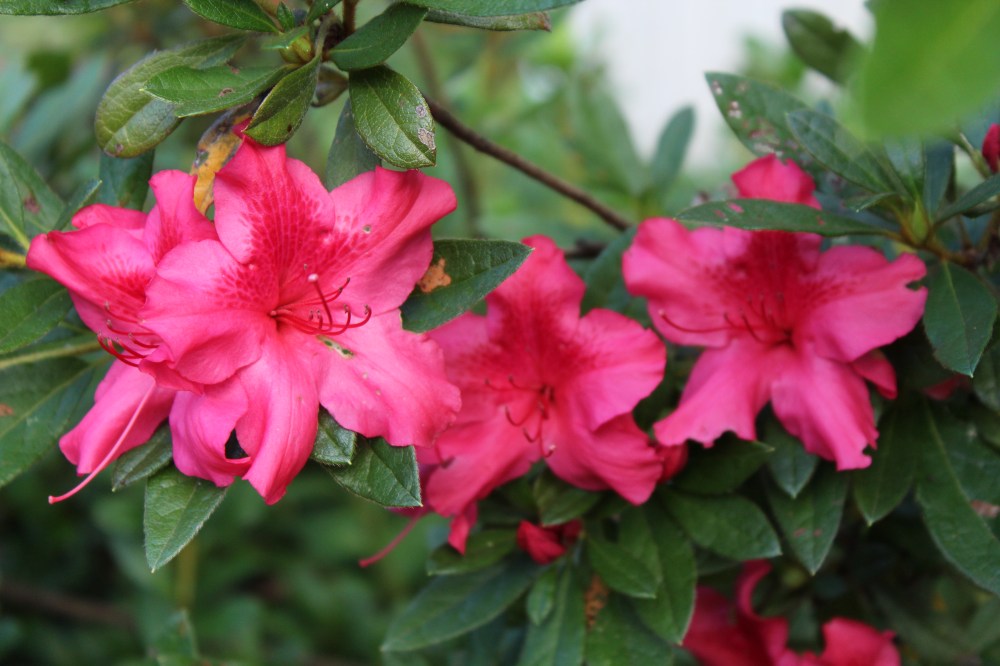 Many Encore azaleas are just beginning to flower. Blooming will continue through September and often into October.