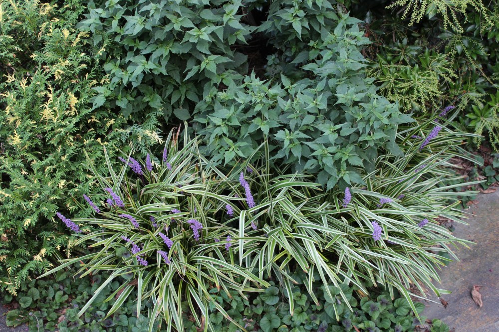 The variegated liriopes are flowering. Just behind is Chocolate Joe Pye weed, that will flower in two or three weeks.