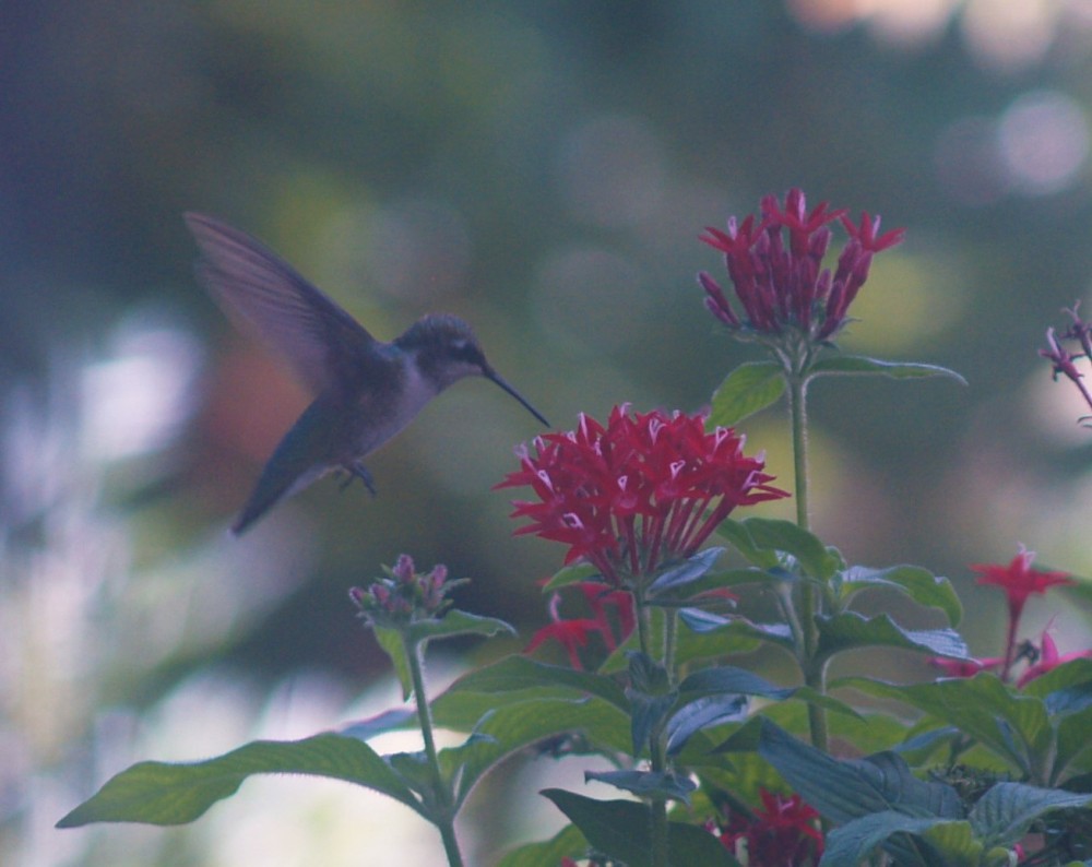 Nectar is continuously produced by pentas through the summer so that hummingbirds visit several times each day.