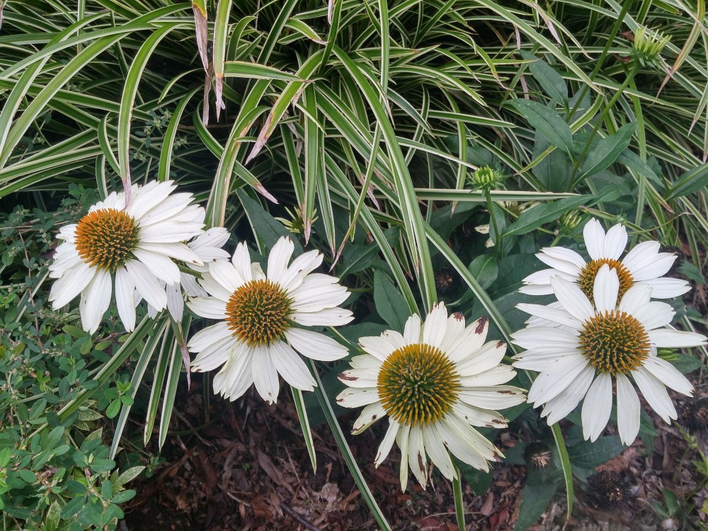 Echinacea beside Evergold carex