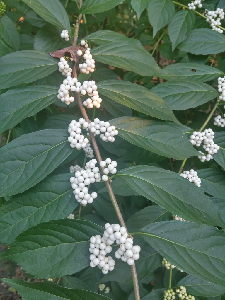 Sprawling shrubs such as this white berried Beautyberry shade damp ground that would be covered with weeds.