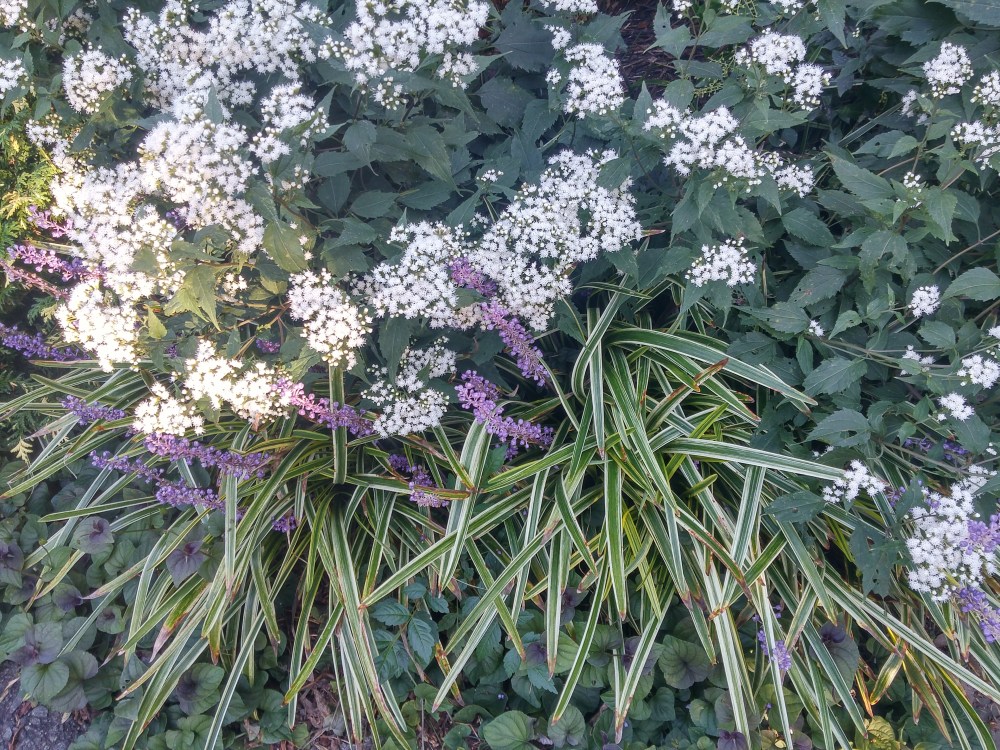 Chocolate Joe Pye, liriope, and violets cover the ground to prevent weeds.