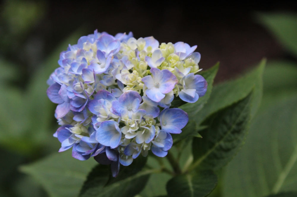 In early September, this mophead hydrangea is setting buds and flowering.